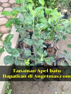 jual tanaman apel batu