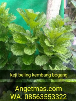 Bibit tanaman keji beling kembang bogang