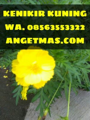 Bibit tanaman kenikir kuning