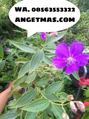 BiBit tananan daun senggani / tanaman daun senggani