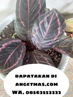 Jual bibit tanaman bunga calathea meranti ungu