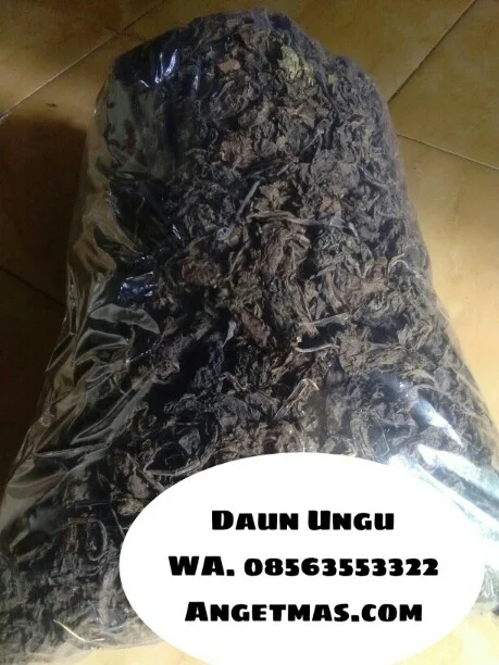 Jual daun ungu