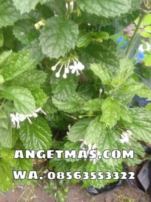 bibit tanaman kembang bugang
