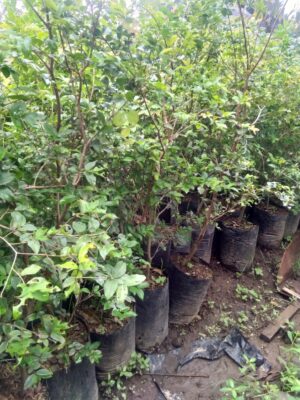 Jual bibit tanaman buah anggur pohon