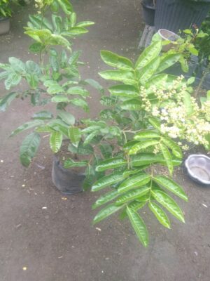 Jual bibit tanaman kelengkeng aroma durian