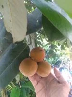 BiBit tananan buah sawo mentega