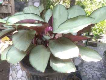 Tanaman hias bunga calathea silver plate