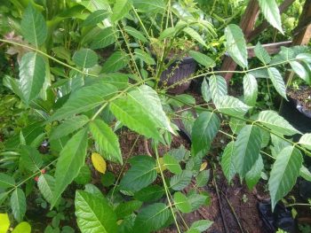 Jual bibit tanaman buah makasar