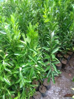 Jual bibit tanaman buah jeruk emas