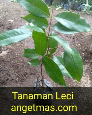 Bibit tanaman buah Lecy