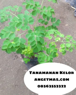 Bibit tanaman daun kelor