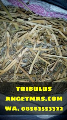 Tribulus