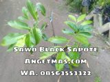 Jual bibit tanaman buah sawo black sapote 