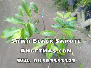 Jual bibit tanaman buah sawo black sapote