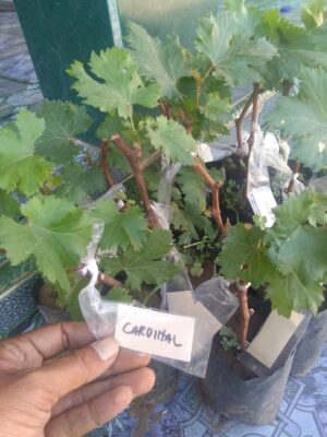 Jual bibit tanaman buah anggur cardinal
