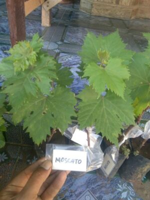 Jual bibit tanaman buah anggur moscato