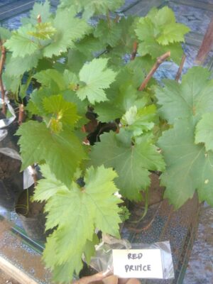 Jual tanaman buah Anggur Red prince