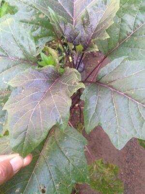 Jual daun Kecubung