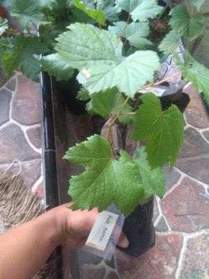 Jual tumbuhan anggur red prince