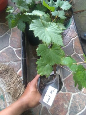 Bibit tanaman buah Anggur Australia