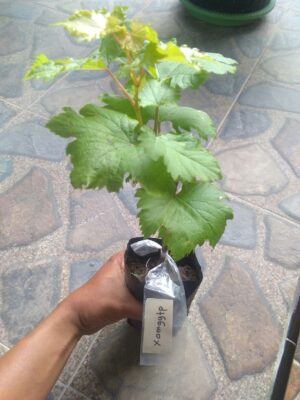 Jual bibit tanaman buah anggur xamgytp