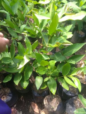 Jual bibit tanaman buah jambu singapur