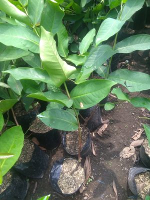 Bibit tanaman buah jambu super green taiwan