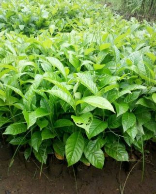 Tabebuya ungu