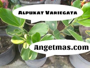 Alpukat Variegata