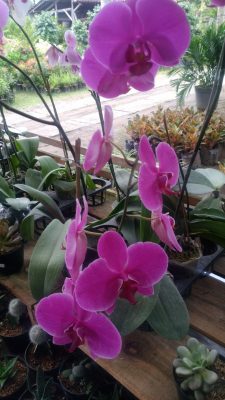 Jual tanaman hias anggrek bulan