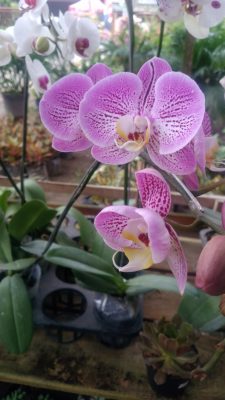 Tanaman hias anggrek bulan pink sudah berbunga