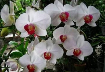 Jual bibit tanaman anggrek bulan