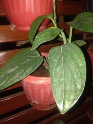 Jual tanaman bunga gantung sirih gading jemani