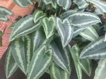 Tumbuhan bunga andromega