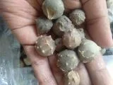 Buah majakani warna hijau