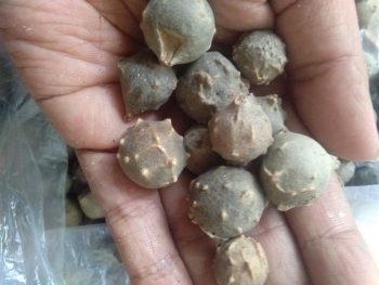 Buah majakani warna hijau