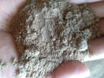 Jual bubuk mengkudu