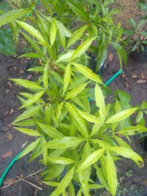 Tanaman kayu cendana