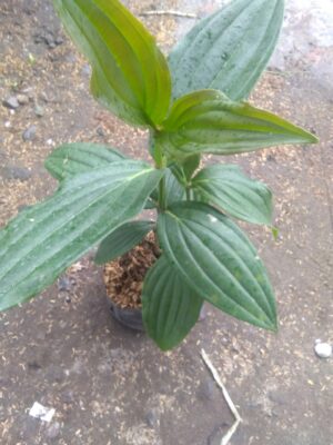 Jual bibit tanaman buah parijoto