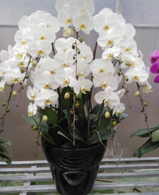 Jual bibit tanaman anggrek bulan