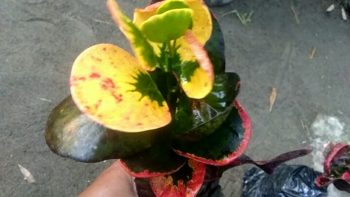 Jual bibit tanaman bunga puring apel koin merah