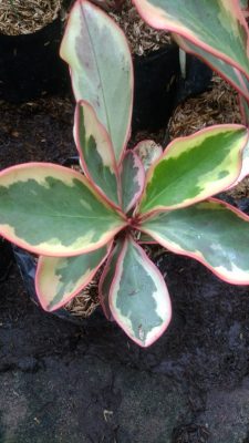 Tanaman bunga paperomia