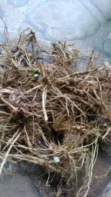 Jual akar tanaman biji jali jali