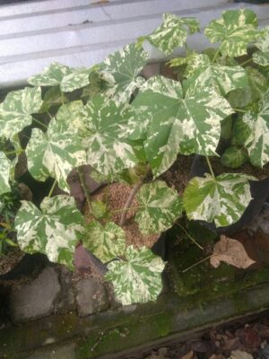Jual tanaman jarak fariegata