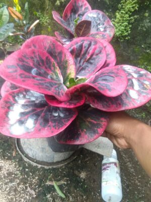 Bibit tanaman bunga puring bosarin