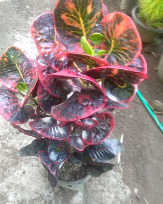 Jual bunga puring apel srg