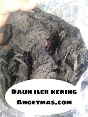 Daun iler kering