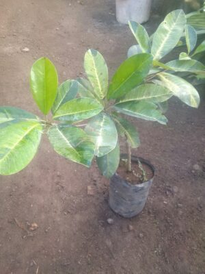 Jual Bibit tanaman buah Sawo Manila variegata