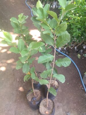 Bibit buah Jambu siomic