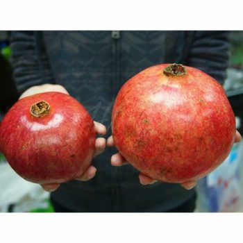 Jual Bibit tanaman buah Delima turki